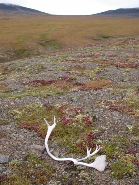 Caribou Antler