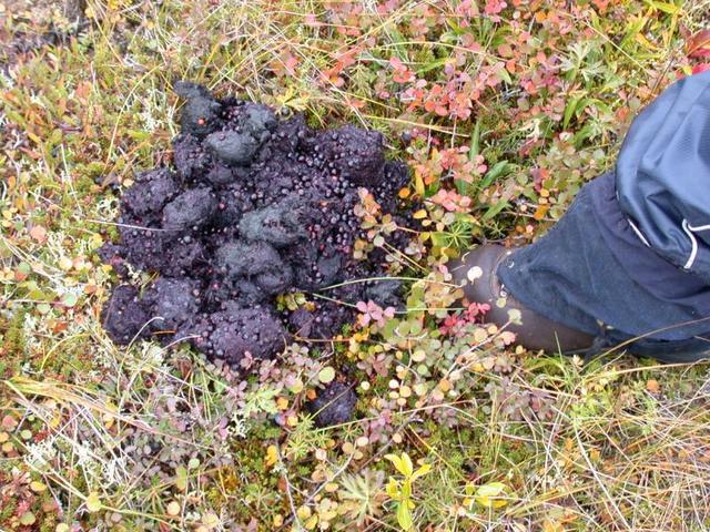 Bear Scat - Recycled Berries