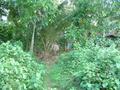 #4: Footpath From Road