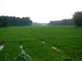 #5: Paddy Field To North Of Confluence