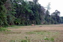 #2: The dried rice field - CP 150 meters behind the trees