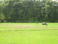 #10: Cricket in the paddy fields by the CP - and why not?