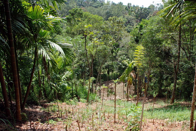 General and View toward South - Confluence Point 20 meters down the slope in the middle