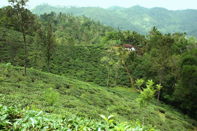 The tea plantation where we started the hike - CP on the opposite hill behind the house