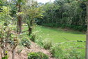 #3: Valley floor - the forest across the rice paddy is where we encountered leeches