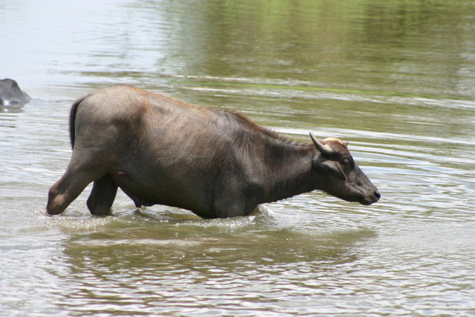 Water buffalo a few kilometres from the point
