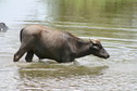 #11: Water buffalo a few kilometres from the point