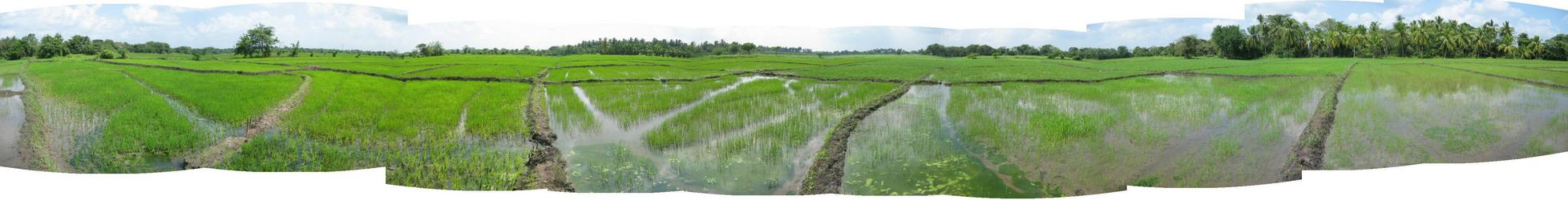 Panoramic view from the confluence