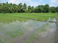 #3: View North from the confluence -- I think I was a bit east of where David took his photos