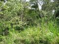 #6: The difficult-to-penetrate brambles and woods