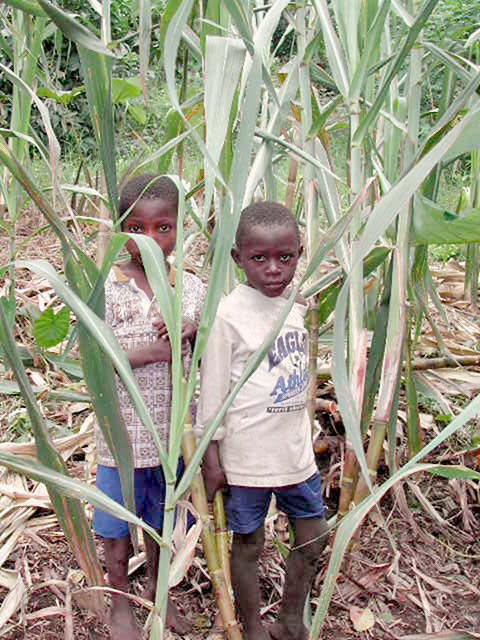 Cutting a sugar cane snack