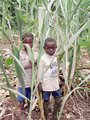 #2: Cutting a sugar cane snack