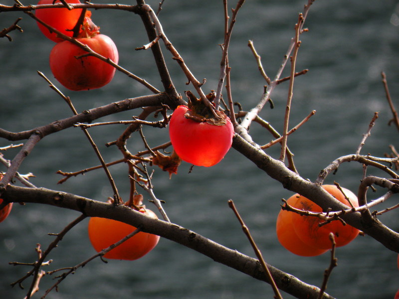 Transparent Persimmons