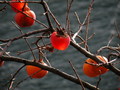 #11: Transparent Persimmons