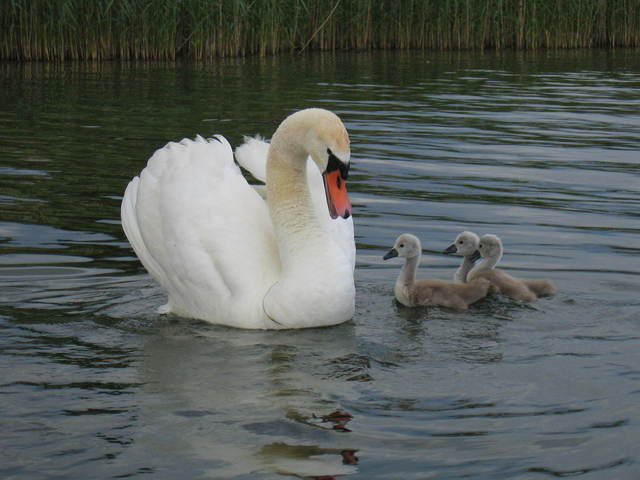 Swan and Family