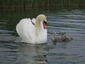 #9: Swan and Family