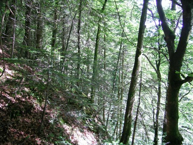 View to southern side of the gorge (upstream)