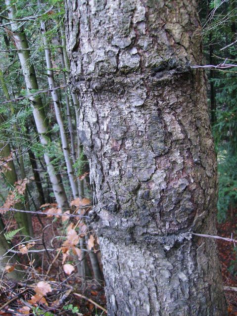 Barbed Wire Through Tree