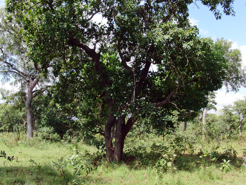 Confluence tree