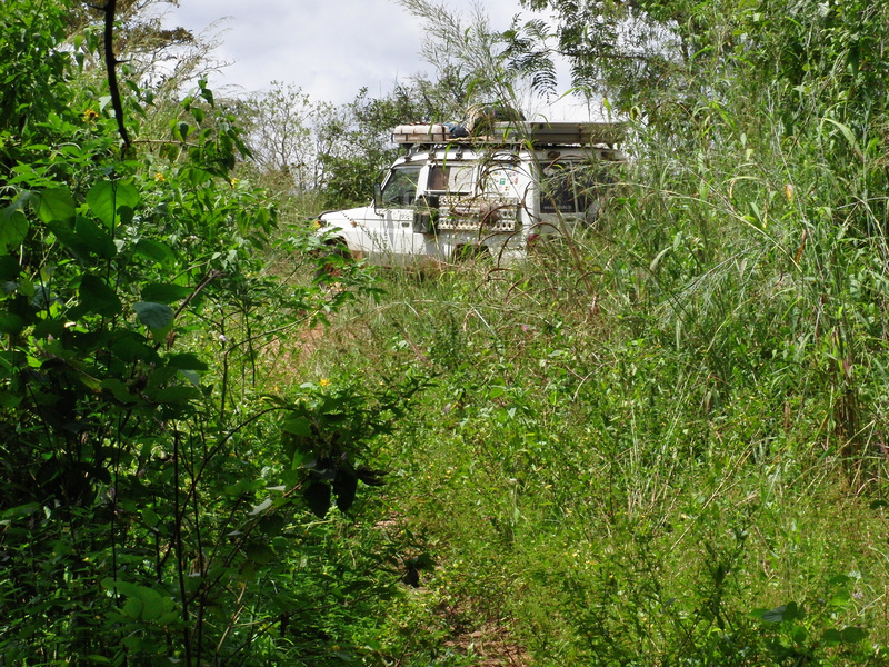 Toyo in the bush