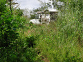 #7: Toyo in the bush