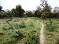 #9: Bush path