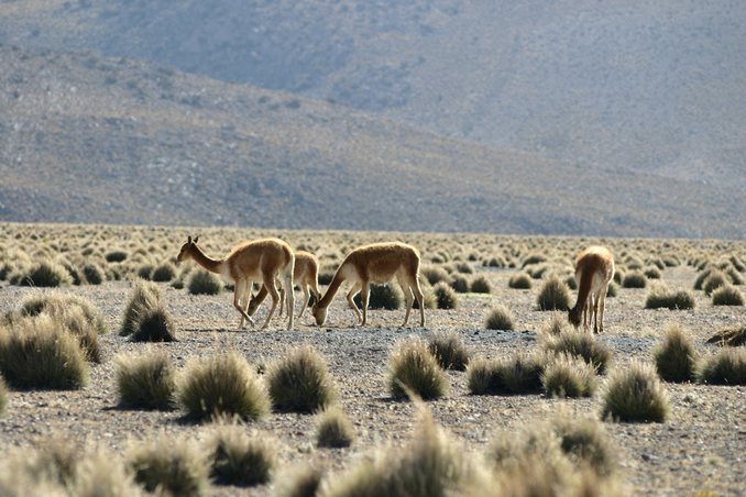 Vicunas...