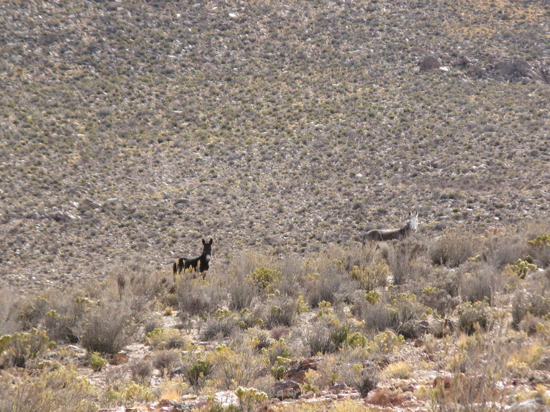 Burros that I passed hike to the Confluence