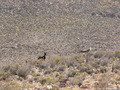 #8: Burros that I passed hike to the Confluence