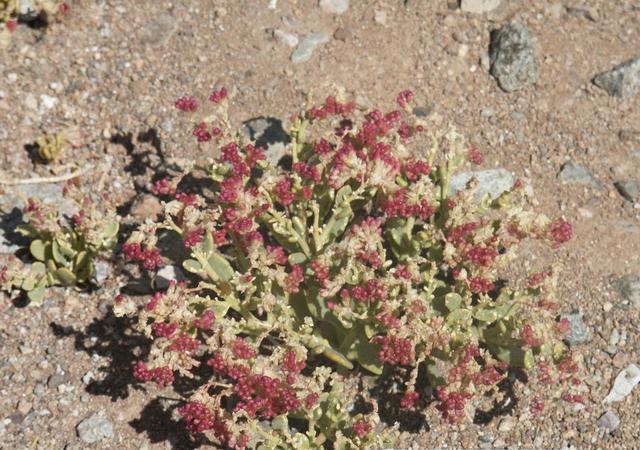 Flower growing in the driest place in the world