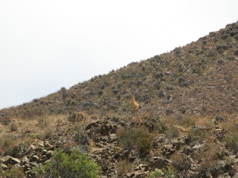 A guanaco watching us