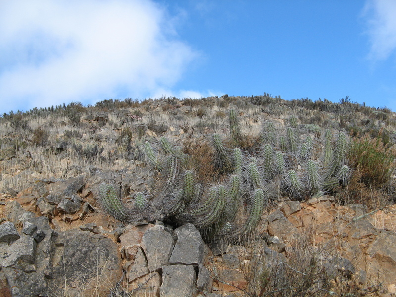 View to the West from the Confluence