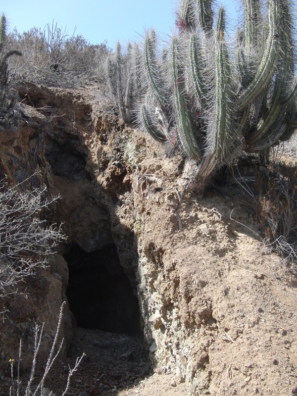 Kaktus - Cactus