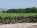 #10: Piscotrauben - Pisco-grapes