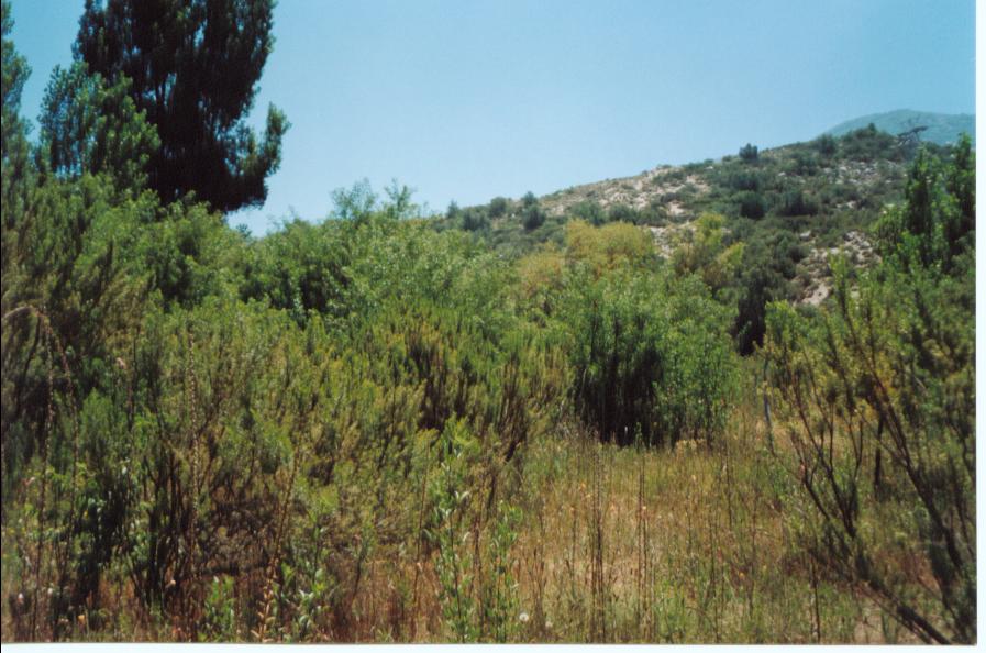 West view from the Confluence