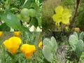 #10: Flora at the confluence: (clockwise from top left) apples, yellow flower (variety unknown), prickly pear cactus (called "tuna" locally), and Californian poppies (Eschscholzia californica)