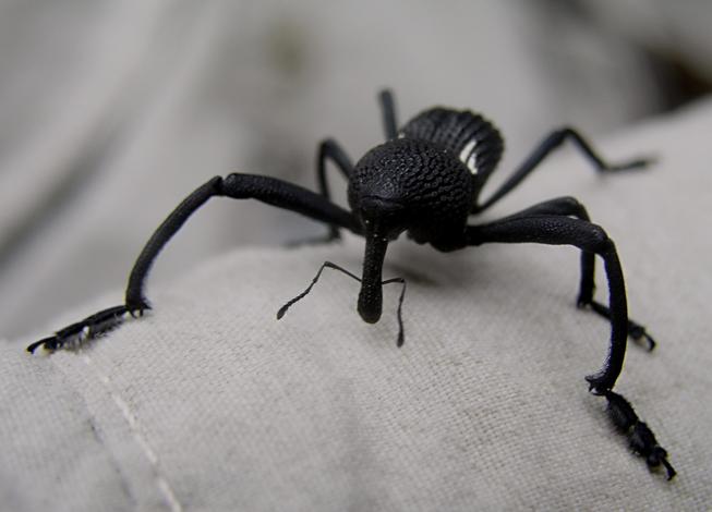 Weevil found on Andy's shirt from bush wacking within the confluence area