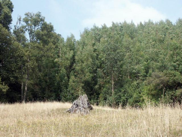 View looking uphill (south) from the confluence