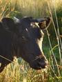 #10: Cow in the next field