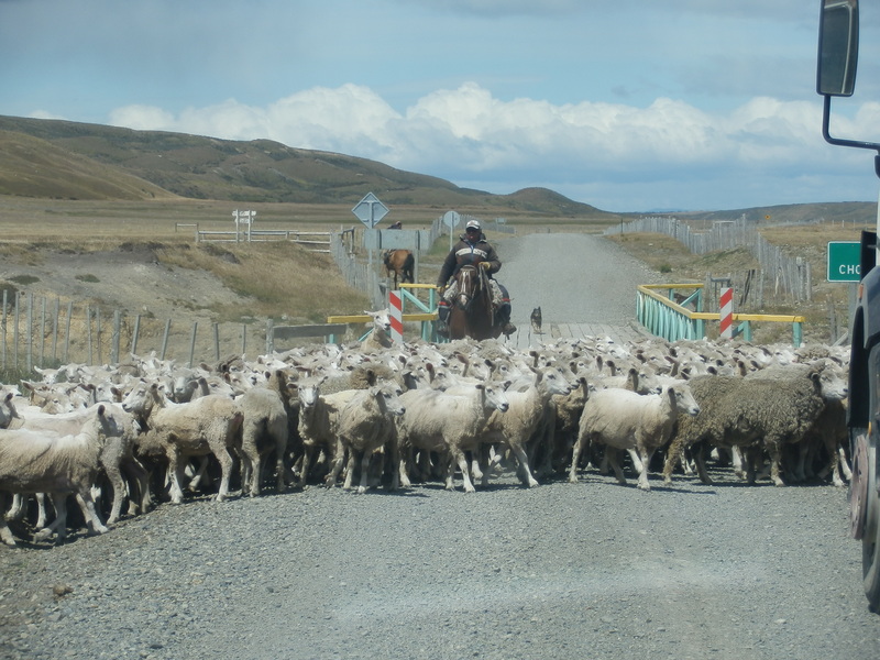 Flock of Sheep Crossing the Road