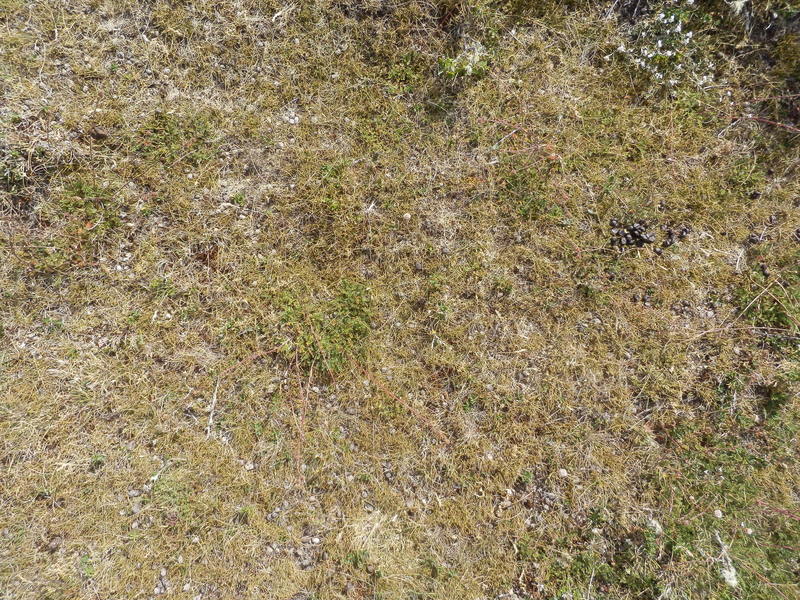 Ground Cover with Sheep Droppings