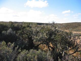 #1: Confluence under craggily tree on right