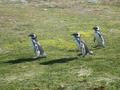 #6: Pinguine - Penguins