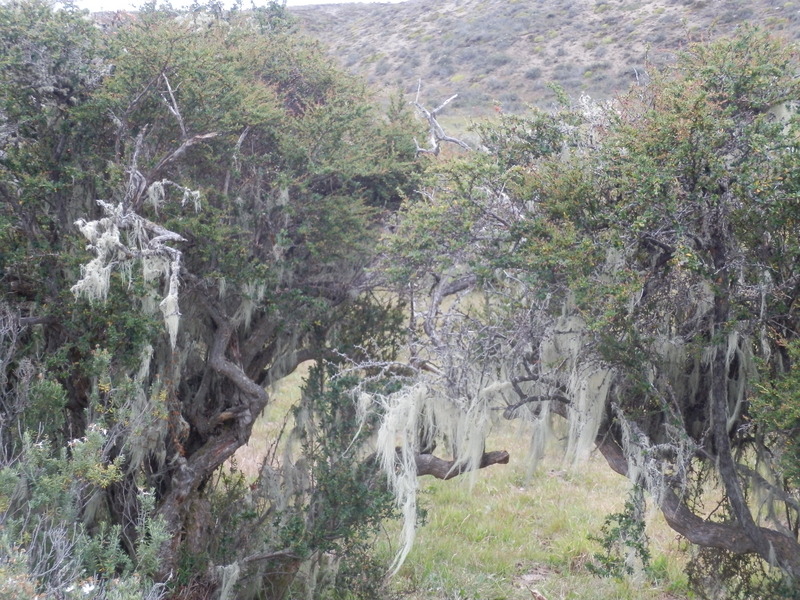 Trees with Lichens that look like Beards