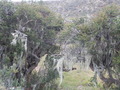 #9: Trees with Lichens that look like Beards