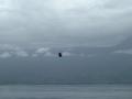 #9: A sea hawk who accompanied us