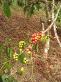 #10: Coffee beans