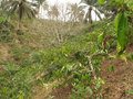 #4: From the Confluence, looking South. In the foreground, an arabica coffee tree and palm trees in the distance