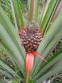 #9: Pineapple