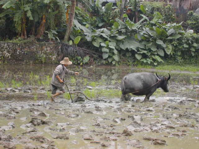 Farmer plowing with water buffalo